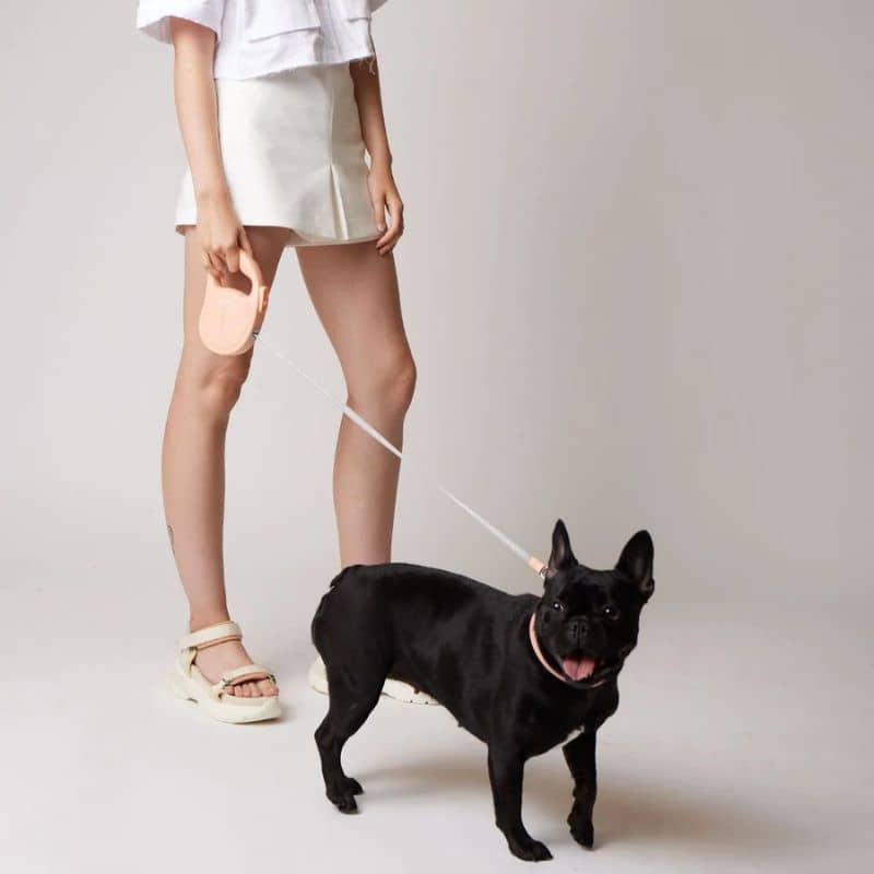 Laisse rétractable réfléchissante Maxbone avec bouledogue français