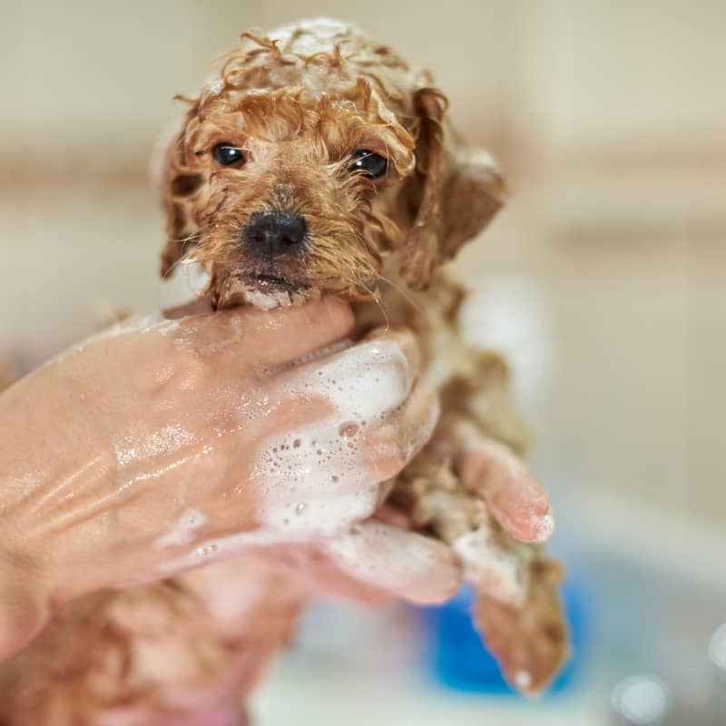 shampoing chiot 