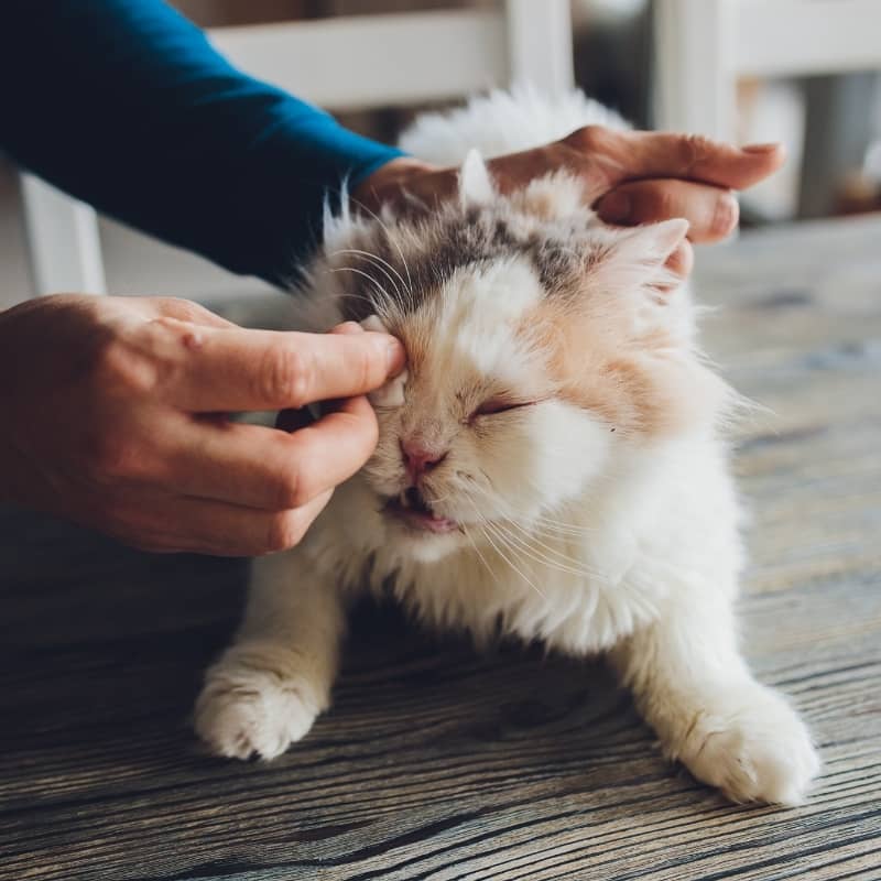 nettoyage yeux chat