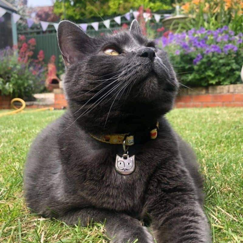 Collier pour chat Niaski - Salvador Catli - sur un chat