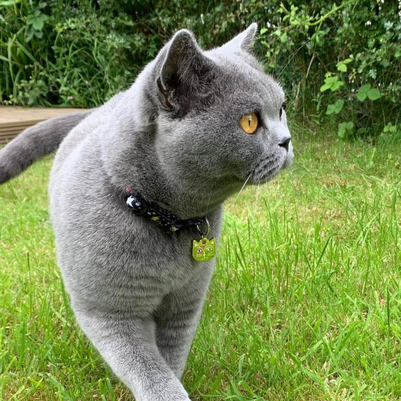 Collier Niaski motif Kitty stardust sur un chat gris