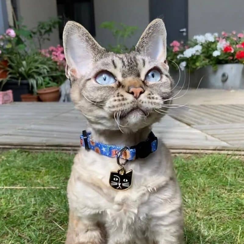 Collier pour chat Arty sur chaton gris