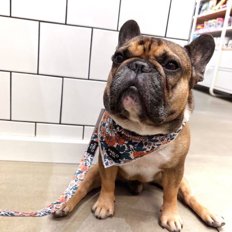 Bandana pour chien motif Wildflowers de Pablo & Co