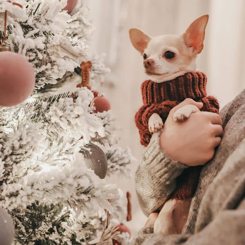 pull d'hiver en laine bien chaude pour chien bordeaux de la marque Paikka 