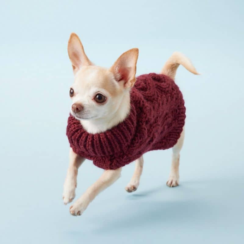 pull d'hiver en laine bien chaude pour chien bordeaux de la marque Paikka 