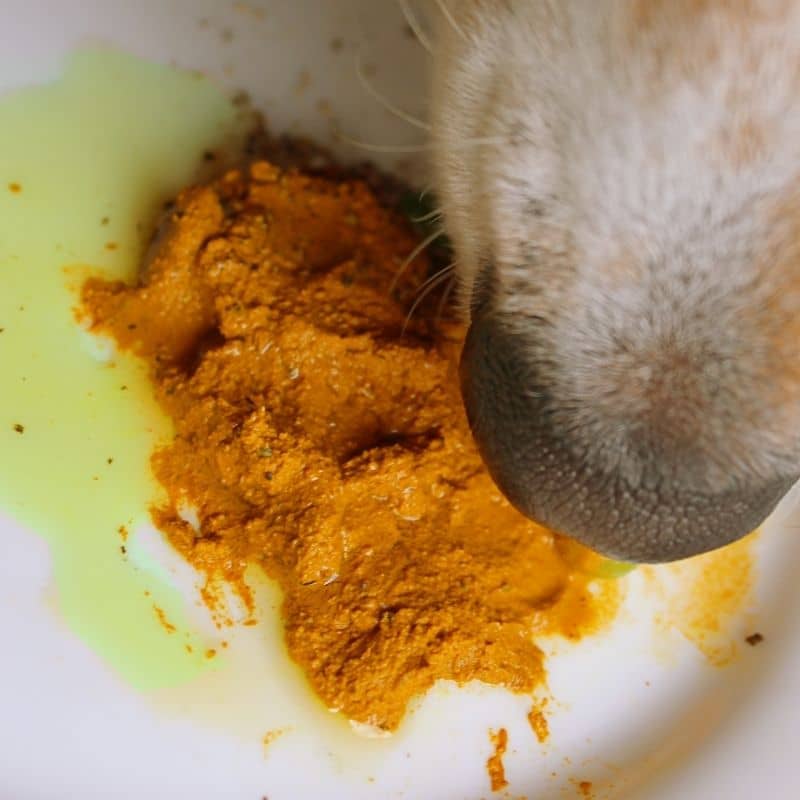 PÂTE DE CURCUMA “PÂTE DORÉE” - ANTI-INFLAMMATOIRE NATUREL POUR CHIEN