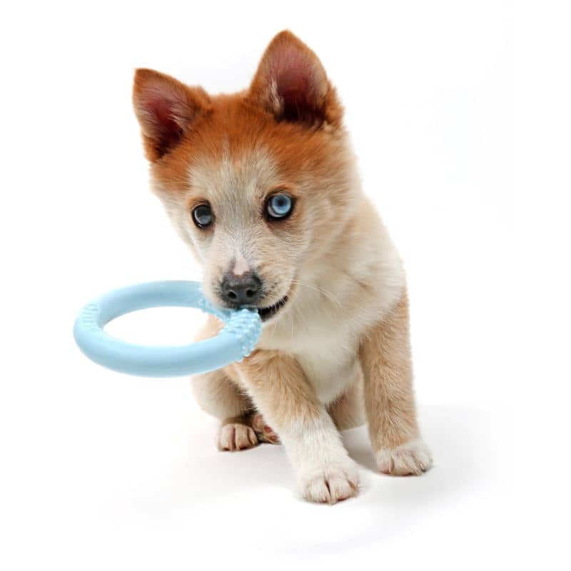 Chien jouet on sale