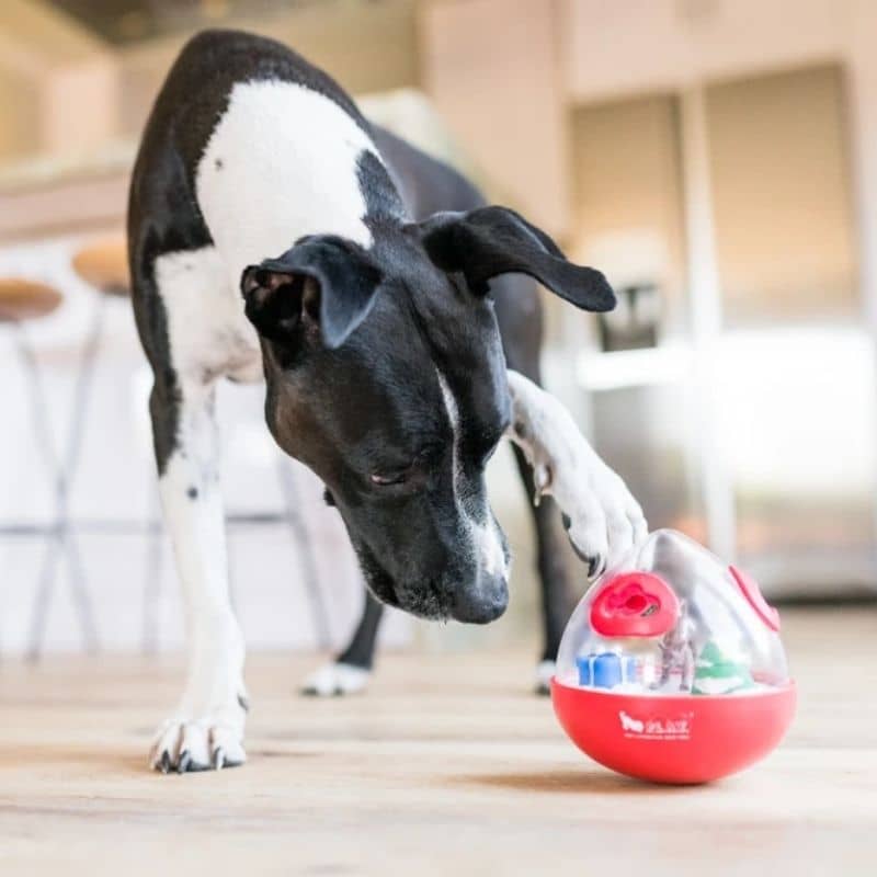 jouet d’occupation interactif qui distribue des croquettes ou des récompenses pour chien noël