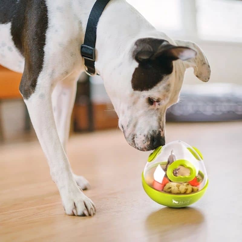 Le Wobble Ball™ vert P.L.A.Y est un jouet d’occupation interactif qui distribue des croquettes ou des récompenses