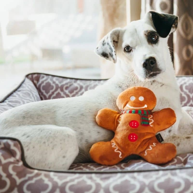 jouet de Noël pour chien original "Holly Jolly Gingerbread Man" en forme de bonhomme en pain d'épices
