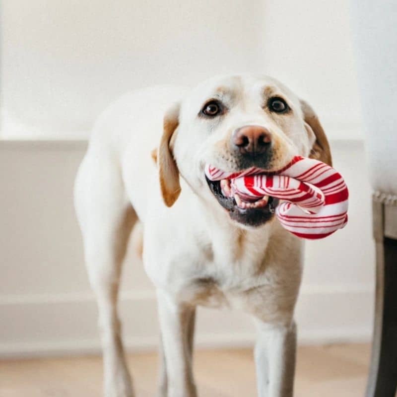 jouet de Noël pour chien "Cheerful Candy Canes" et la pochette Happy Holidays PLAY