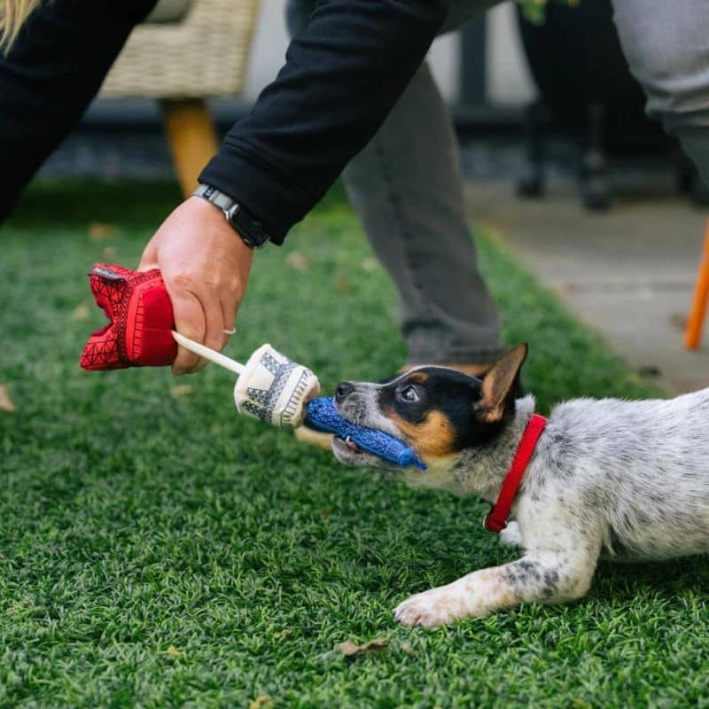 jouet pour chien en forme de Tour Eiffel 🗼 P.L.A.Y.