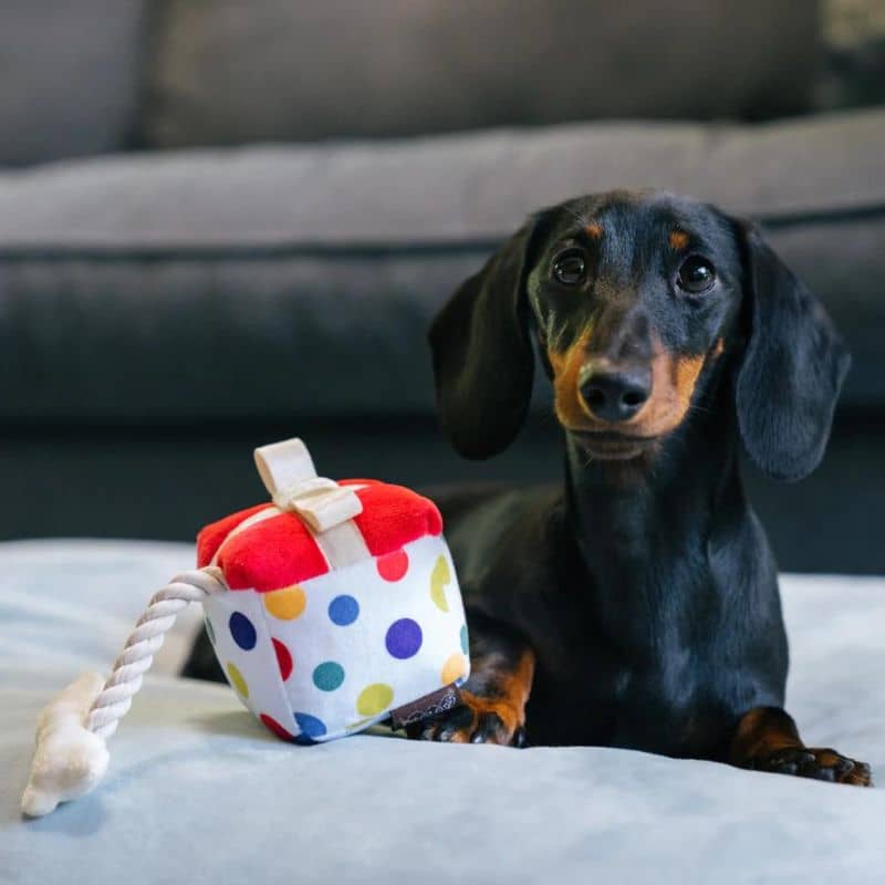 jouet mini pour chien Pawfect Present en forme de cadeau 🎁 P.L.A.Y.
