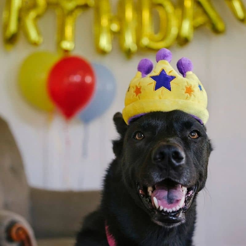 jouet pour chien Canine Crown en forme de couronne 👑 P.L.A.Y.