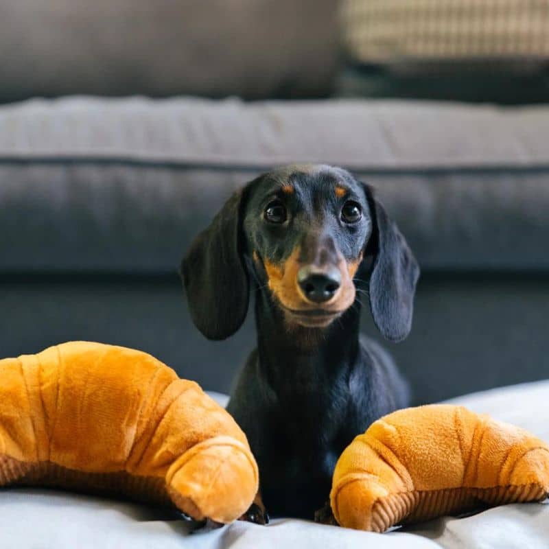jouet pour chien Pup's Pastry en forme de croissant 🥐 P.L.A.Y.