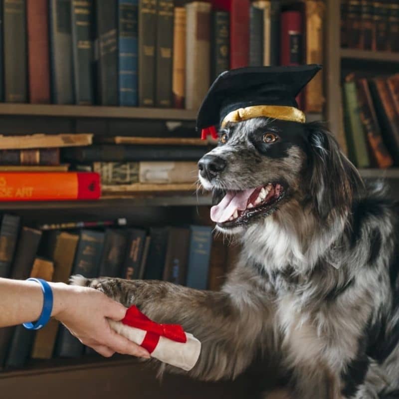 jouet pour chien K9 Scholar en forme de toque et diplôme 🎓 P.L.A.Y. 