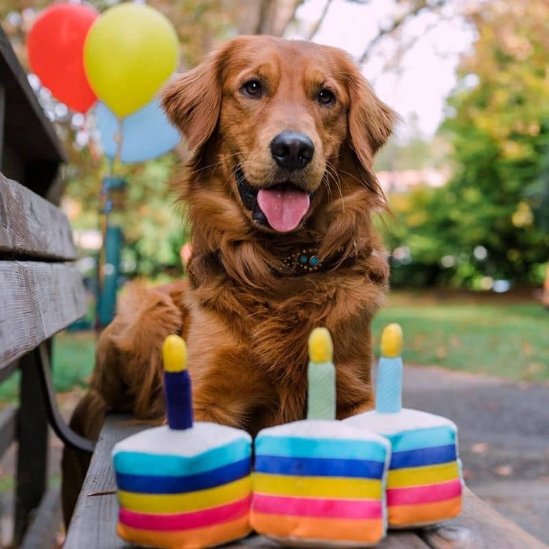 jouet pour chien Bone-appetite Cake en forme de gâteau d'anniversaire 🎂 P.L.A.Y. 