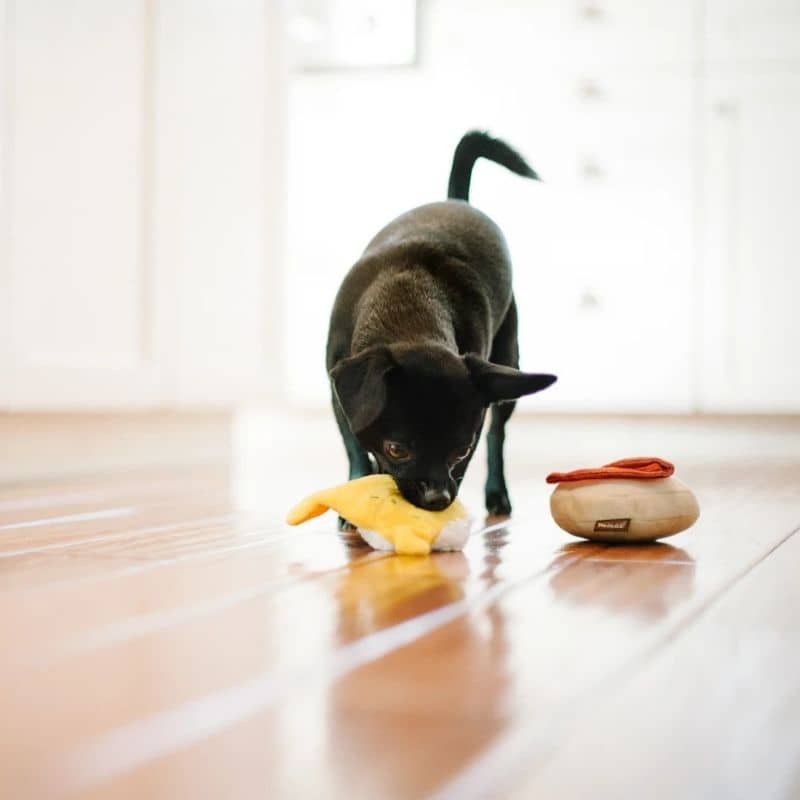 jouet pour chien Benny's Benedict en forme d'oeuf bénédicte 🍳🥓 P.L.A.Y.