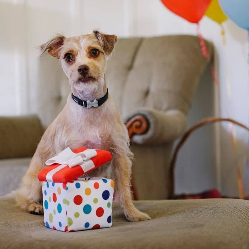 jouet interactif pour chien Pawfect Present en forme de cadeau 🎁 P.L.A.Y.