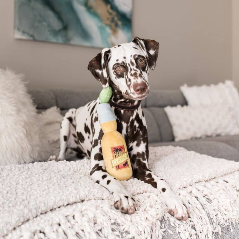 Jouet interactif en forme de bière avec citron pour chien