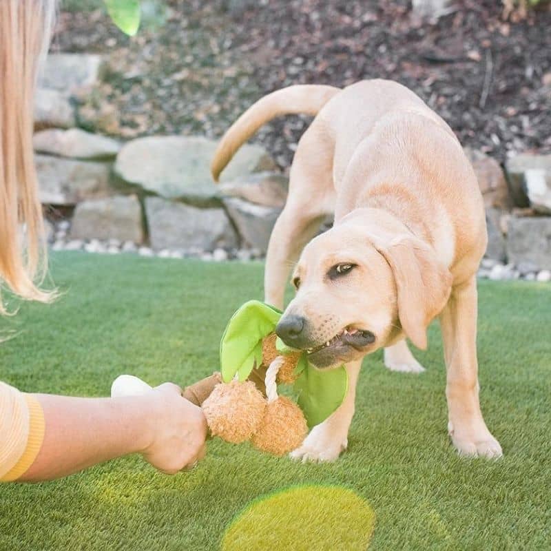 jouet pour chien interactif en forme de cocotier PLAY