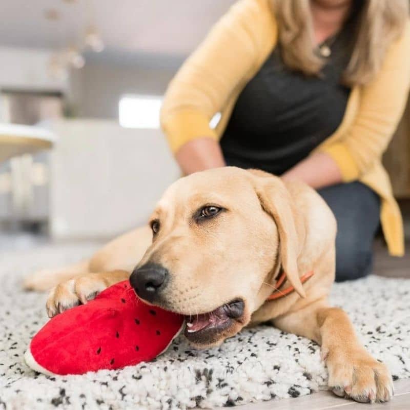  jouet pour chien en forme de pastèque PET PLAY