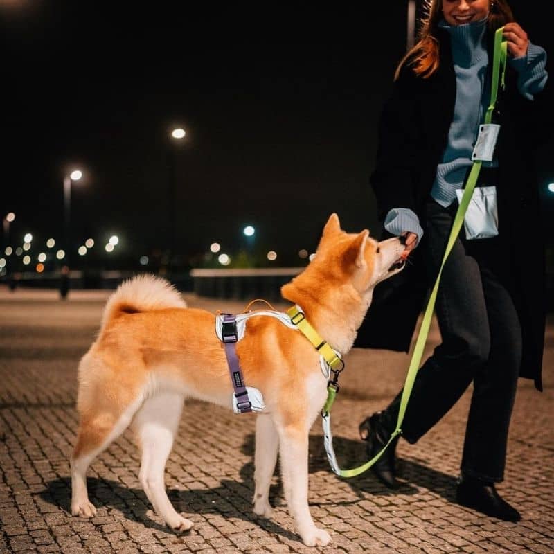 Shiba qui se promène la nuit avec harnais réfléchissant
