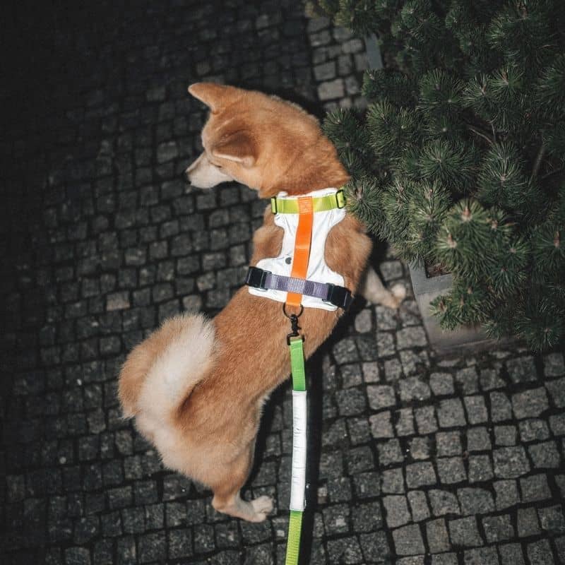 Shiba avec harnais réfléchissant sécurité nuit