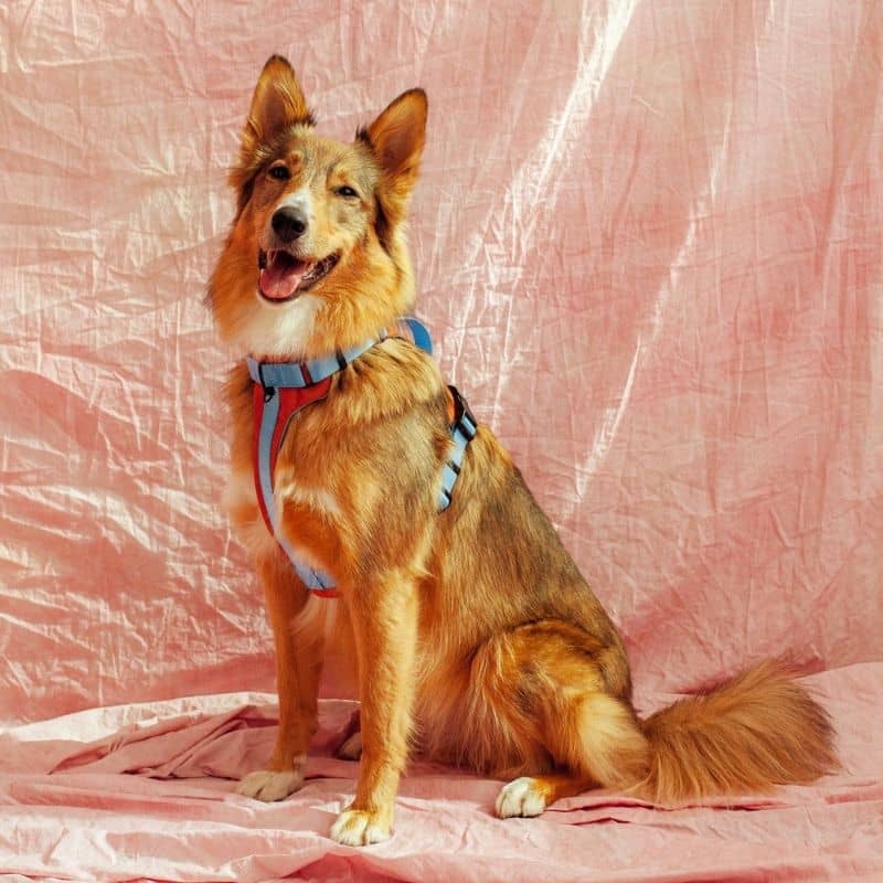 chien avec harnais confortable en Y orange et bleu