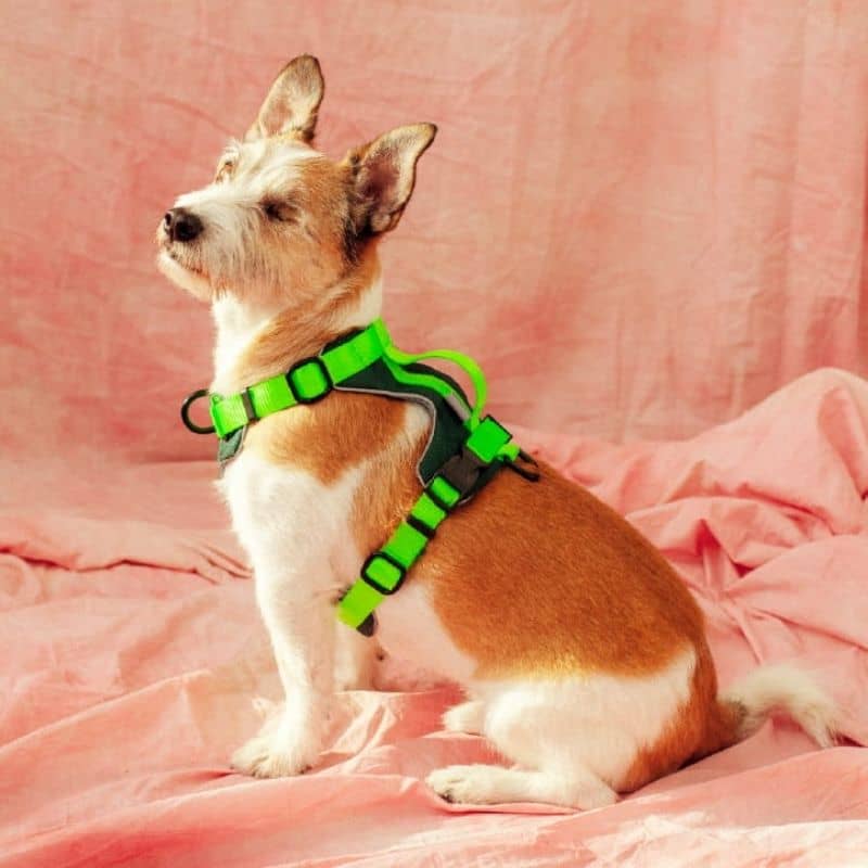 chien avec harnais confortable en Y vert