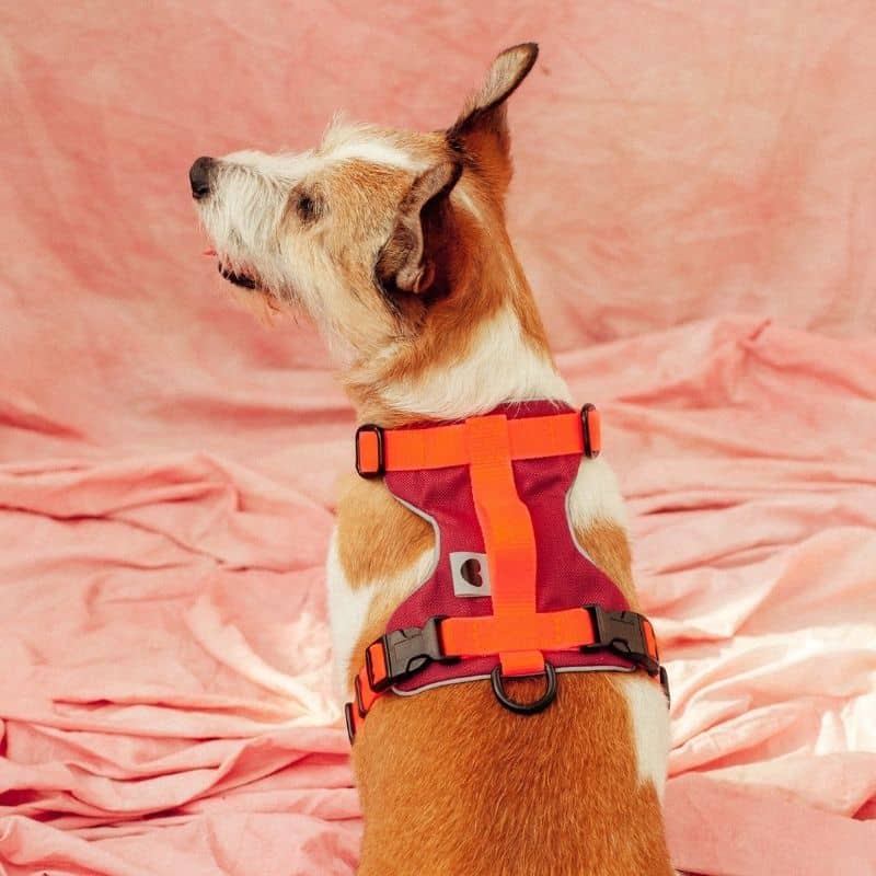 Détail harnais pour chien avec poignée en orange fluo