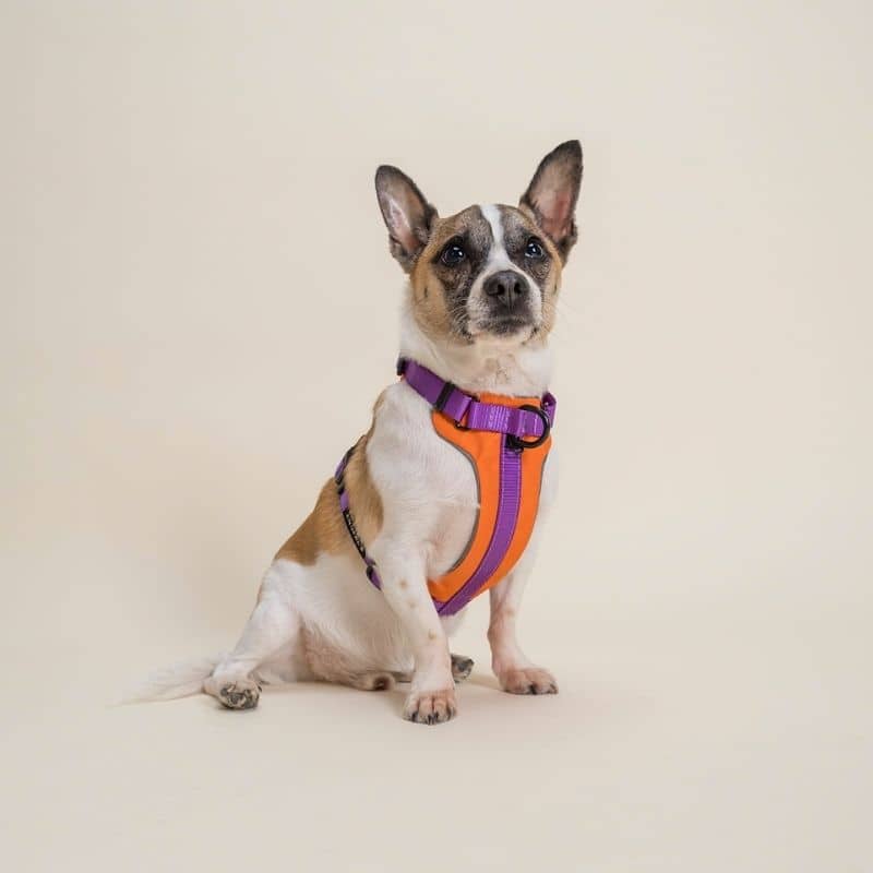 chien avec harnais confortable en Y violet et orange