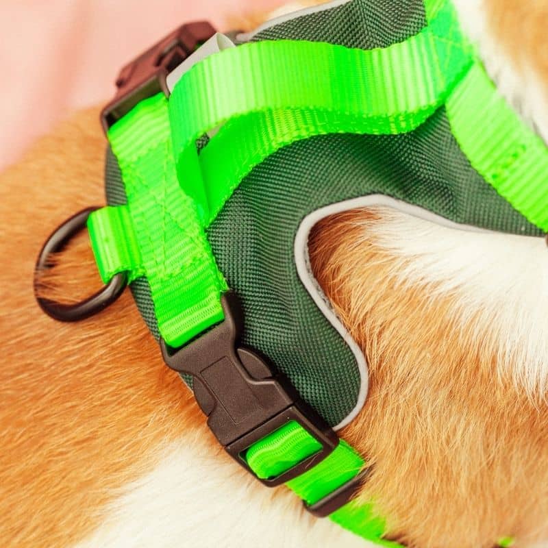 Détail harnais pour chien avec poignée en vert fluo
