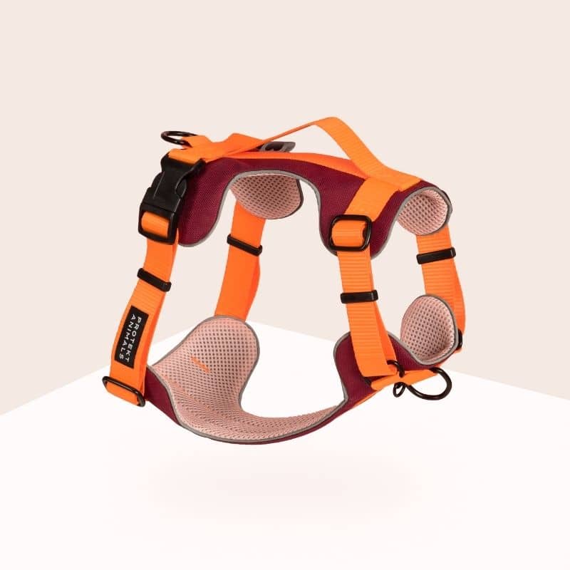 Harnais pour chien en Y Protekt Animals Neon Orange