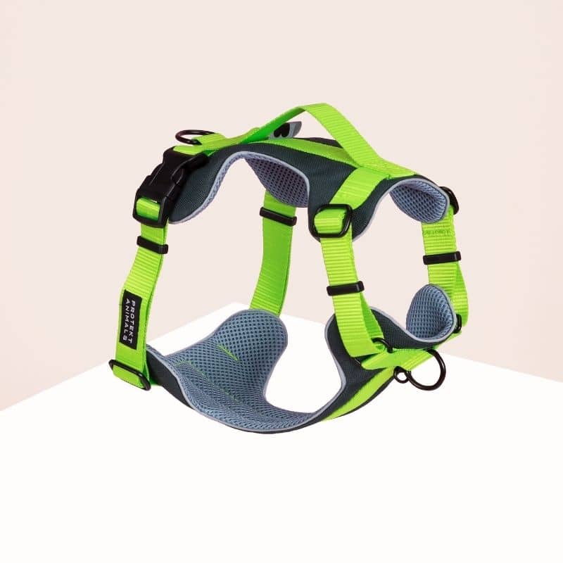 Harnais pour chien en Y Protekt Animals Neon Green