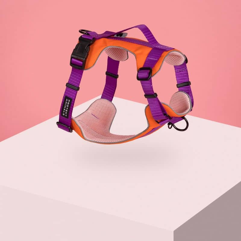 Harnais pour chien en Y Protekt Animals Neon Purple
