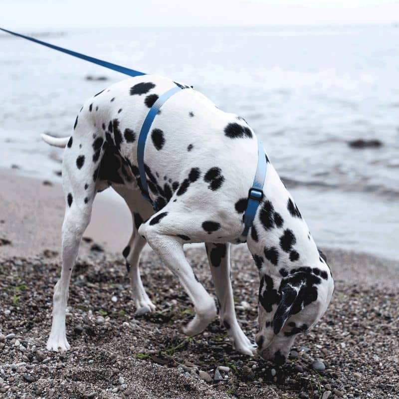 Dalmatien avec laisse multiposition pour chien en bleu néon