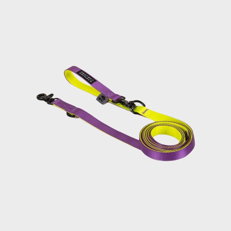 Laisse pour chien bicolore multiposition