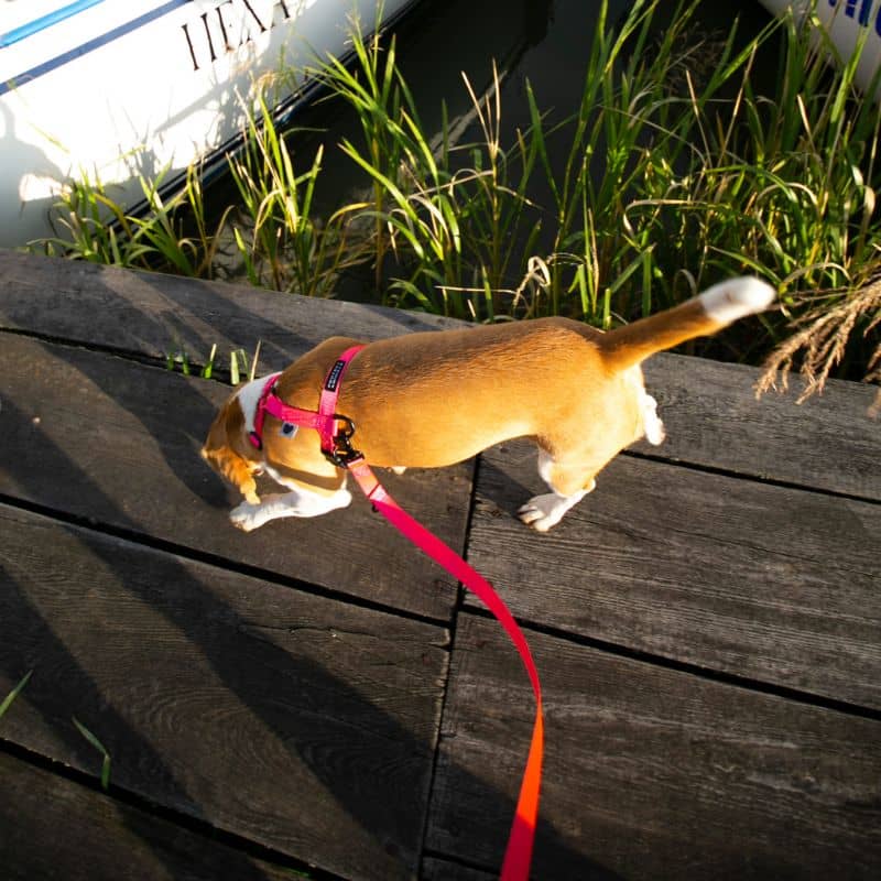 Chien avec laisse longue lors d'une promenade