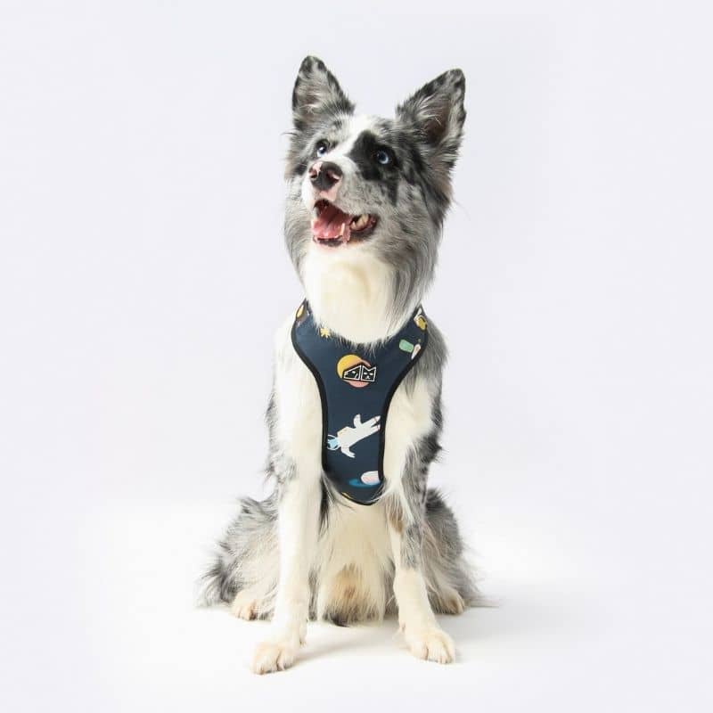 Porte médaille réglable pour chien