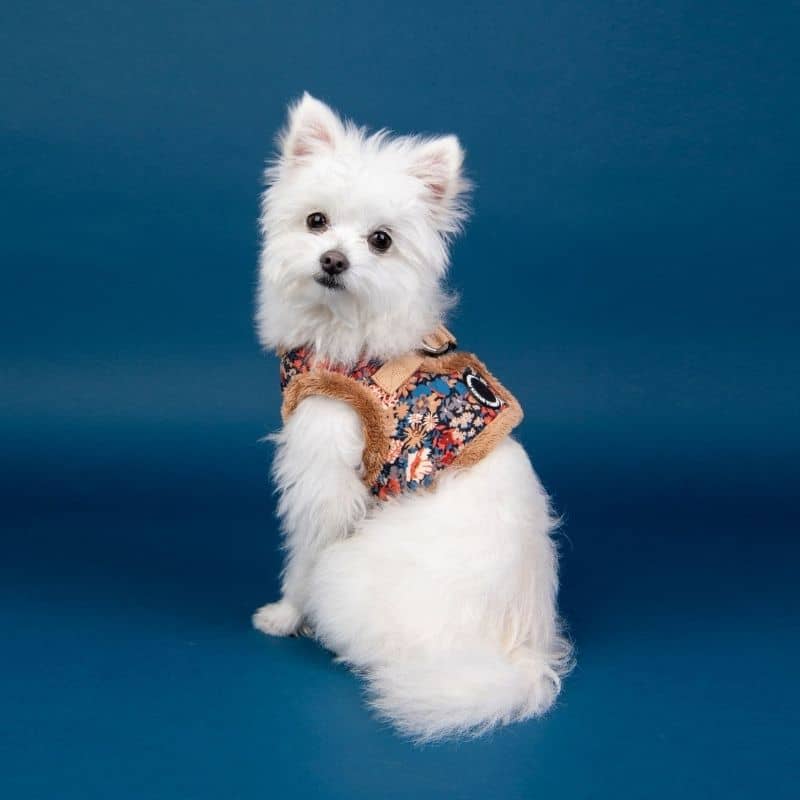 HARNAIS VESTE POUR CHIEN FOURRURE - FLEURS BEIGE HIVER
