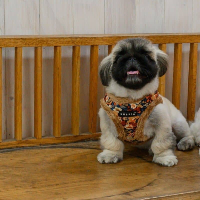 HARNAIS POUR CHIEN FOURRURE - FLEURS BEIGE TENDANCE
