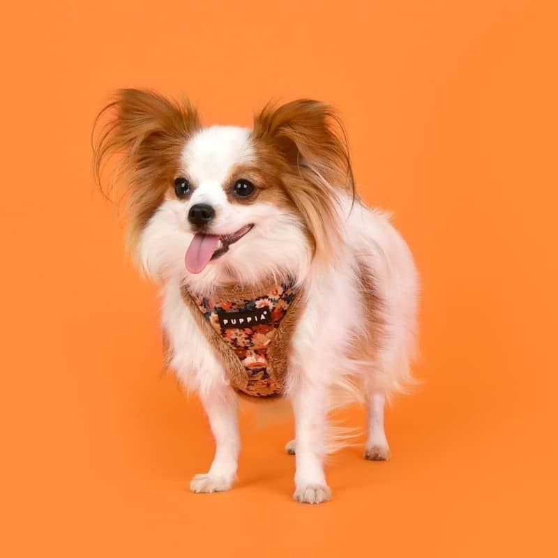 HARNAIS POUR CHIEN FOURRURE - FLEURS BEIGE LIBERTY