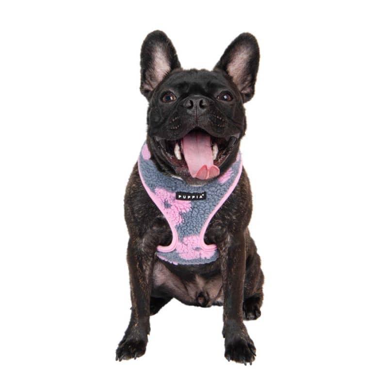 Bouledogue avec harnais effet moumoute Puppia