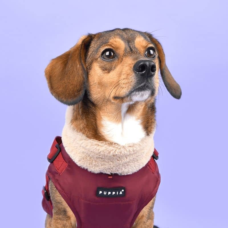MANTEAU POUR CHIEN COL FOURRURE - BORDEAUX ZOOM