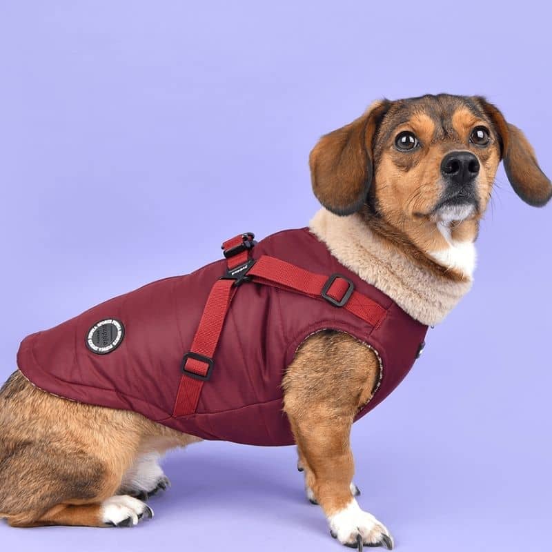 MANTEAU POUR CHIEN COL FOURRURE - BORDEAUX DETAIL
