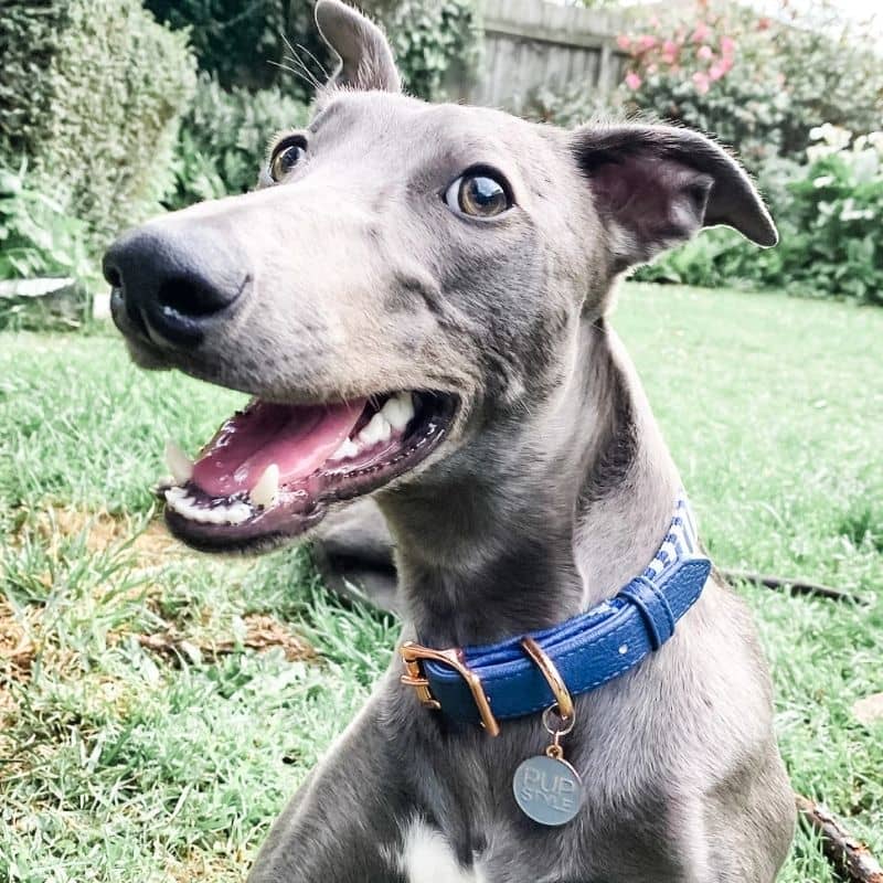 Collier pour chien en cuir vegan - motif rayures blanc & bleu