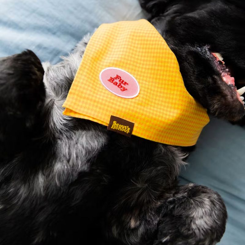 Badge pour chien à thermocoller - Fur Baby