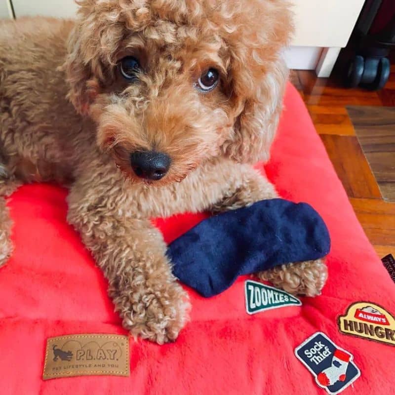 Badge ou écusson thermocollant voleur de chaussettes