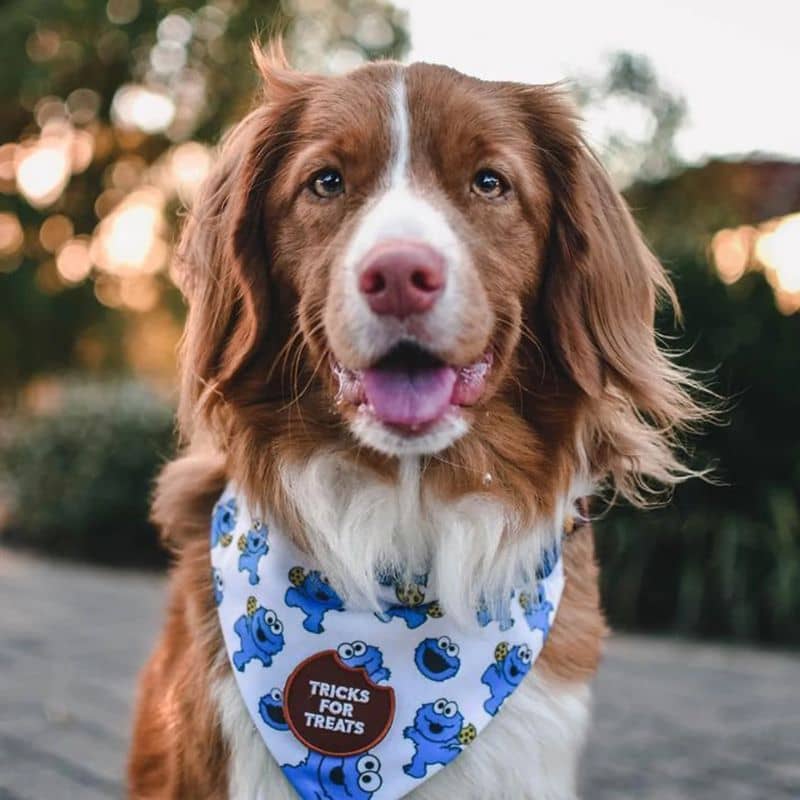 Badge pour chien à thermocoller - Tricks for treats